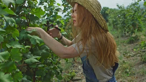Grape vine harvesting Stock Footage 139719981