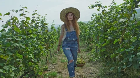 Grape vine harvesting Stock Footage 139720001