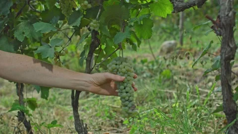 Grape vine harvesting Stock Footage 139720147