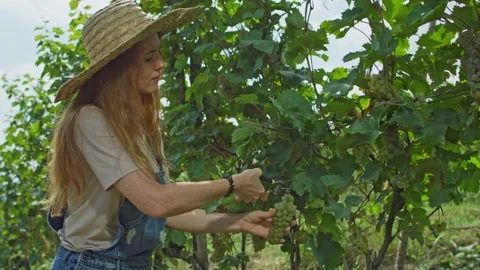 Grape vine harvesting Stock Footage 139720337