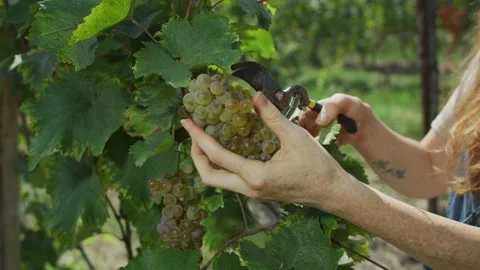 Grape vine harvesting Stock Footage 139720418