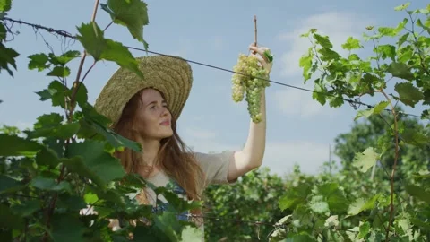 Grape vine harvesting Stock Footage 139720665