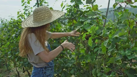 Grape vine harvesting Stock Footage 139720720