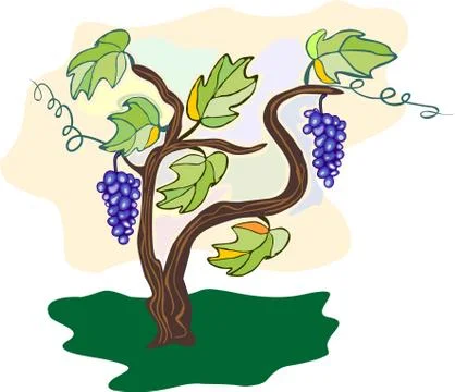Grape vine Stock Illustration