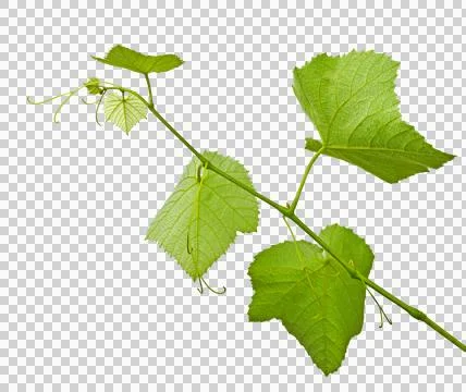 Grape vine leaf . green fruit, food bunch, wine berry, red purple, autumn b.. Stock Photos