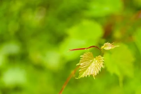 Grape vine leaf. Фото