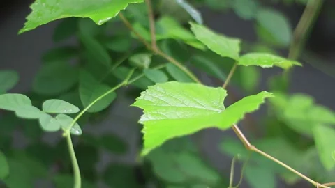 Grape vine leaves and raindrops Video stock 217877394