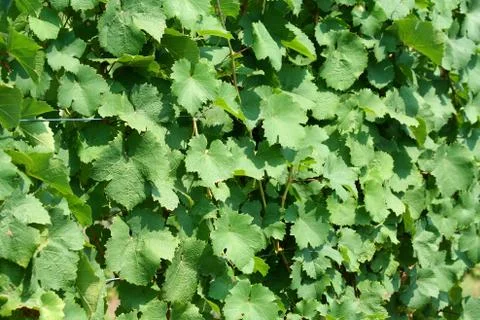 Grape vine leaves background Foto stock