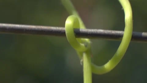 Grape Vine Leaves Close Up 2 Stock Footage 336010195