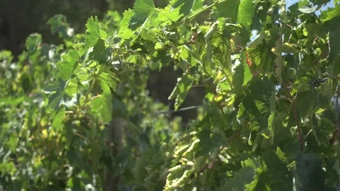 Grape Vine Leaves Close Up Stock Footage 336009772