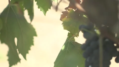 Grape Vine Leaves Close Up Stock Footage 336009813