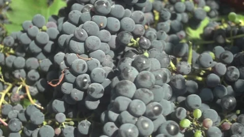 Grape Vine Leaves Close Up Stock Footage 336009896