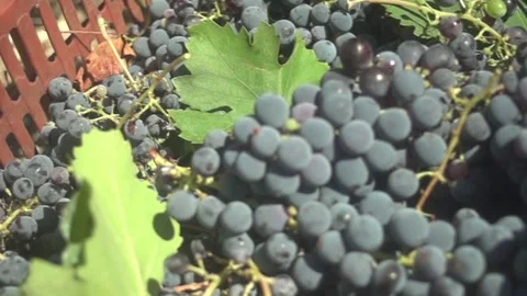 Grape Vine Leaves Close Up Stock Footage 336009899