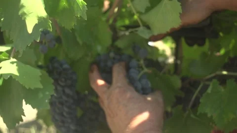 Grape Vine Leaves Close Up Stock Footage 336009909
