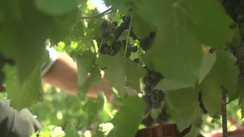 Grape Vine Leaves Close Up Stock Footage 336009916