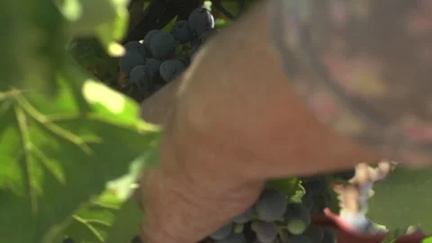 Grape Vine Leaves Close Up Stock Footage 336009921