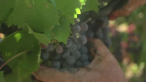 Grape Vine Leaves Close Up Stock Footage 336009925