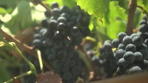 Grape Vine Leaves Close Up Stock Footage 336009960