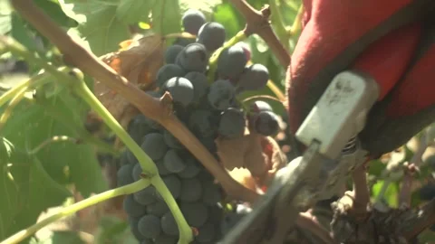 Grape Vine Leaves Close Up Stock Footage 336010005