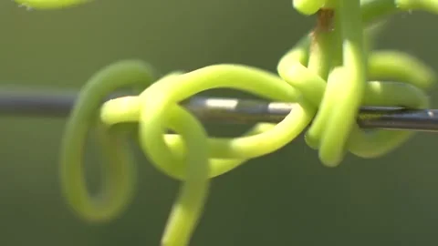 Grape Vine Leaves Close Up Stock Footage 336010248