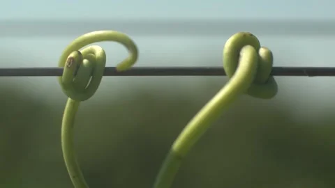 Grape Vine Leaves Close Up Stock Footage 336010262