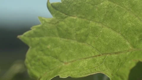 Grape Vine Leaves Close Up Stock Footage 336010274