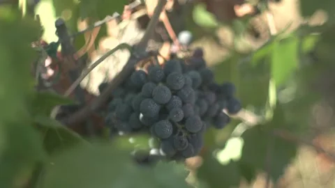Grape Vine Leaves Close Up Stock Footage 336010299