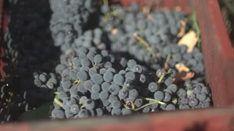 Grape Vine Leaves Close Up Stock Footage 336010324