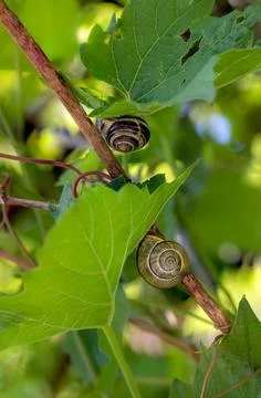 Grape Vine leaves. Fotos Stock