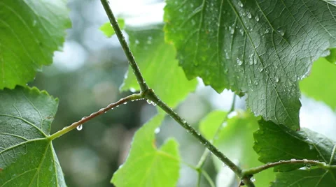 Grape vine leaves with rain drops HD 스톡 동영상 33833627