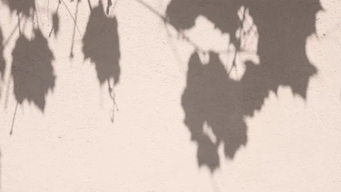 Grape vine leaves shadow and silhouette on sunny wall backdrop Stock Footage 336678536