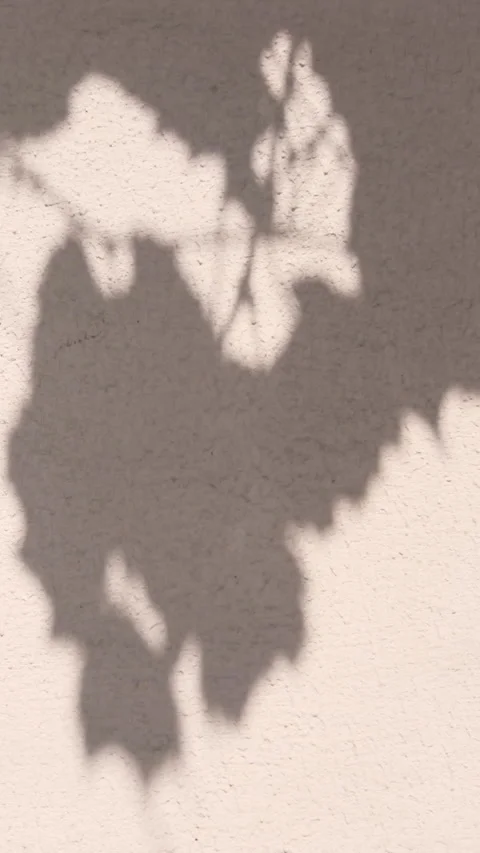Grape vine leaves shadow and silhouette on sunny wall backdrop Stock Footage 338135020
