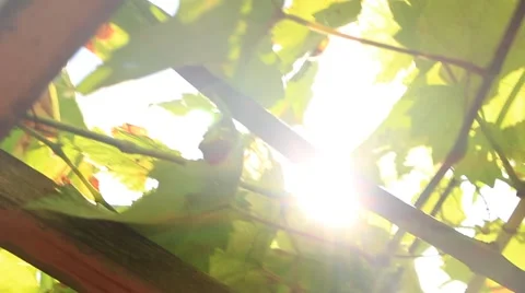 Grape vine leaves in vineyard, camera motion Stock Footage 54462108