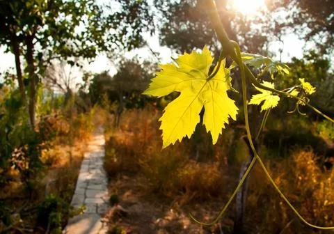 Grape vine by a path in a garden Stock Photos