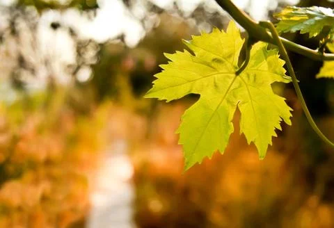 Grape vine by a path in a garden Stock Photos