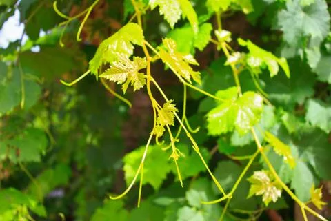 Grape vine Stock Photos