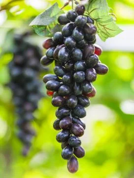 Grape vine Fotos Stock