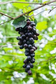 Grape vine Foto stock