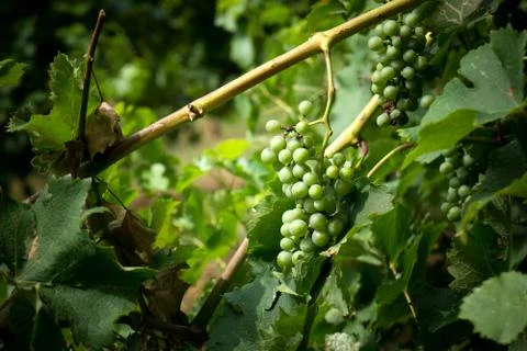 Grape vine Stock Photos