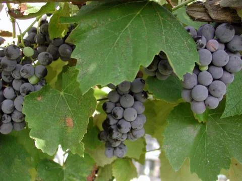 Grape vine Stock Photos
