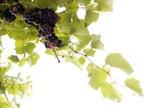Grape vine Stock Photos