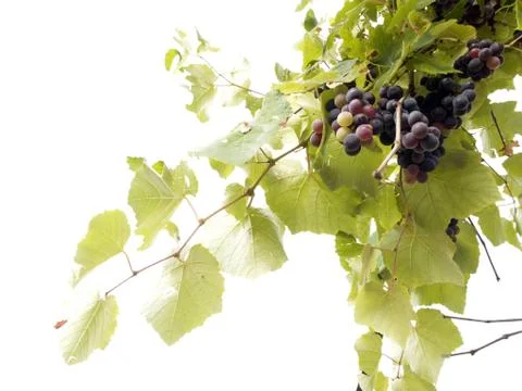 Grape vine Stock Photos