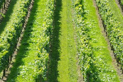 Grape-vine Stock Photos