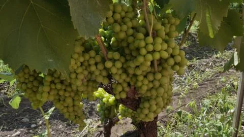 Grape Vine Stock Photos