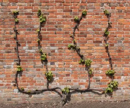 Grape Vine. Stock Photos
