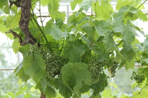 Grape Vine. Stock Photos