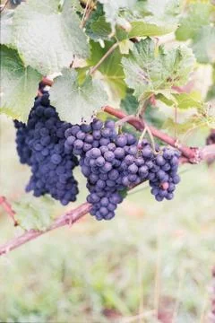 Grape vine Fotos de archivo