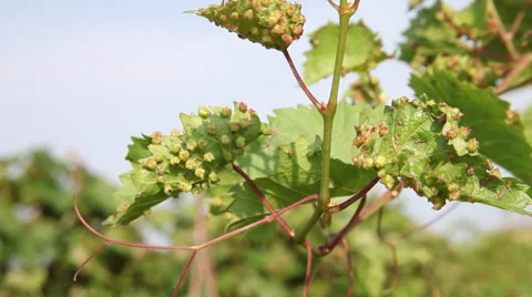 Grape vine phylloxera leaf galls, disease of grape vine leaf, pests, damages Vídeos de archivo 40632016