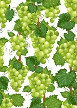 Grape vine seamless pattern and leaves on white background, Fresh organic foo Illustrazione stock