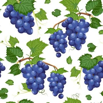 Grape vine seamless pattern and leaves on white background, Fresh organic foo Stock Illustration